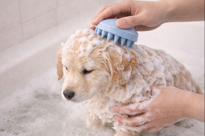 PurePaw Massage Brush